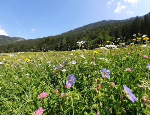 Blumenwiese