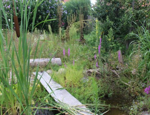 Wasser im Garten