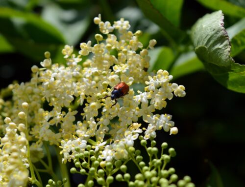 Heimische Wildpflanzen