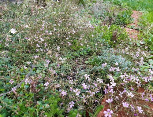 Blumen-Schotter-Rasen