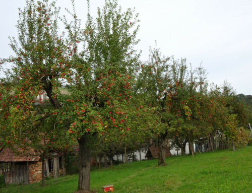 Obstbäume